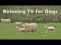 Download Lagu Dog TV Videos ~ Beautiful Calming Sheep Videos and Sounds ⭐ 8 HOURS of TV for Dogs ⭐