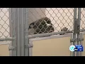 After an animal shelter cut ties with Syracuse its colleagues call for city to act fast