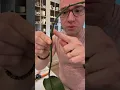 Download Lagu What to do after your orchid is done blooming #orchid #phalaenopsis