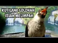 Download Lagu Suara ISIAN MELIMPAH KUTILANG LOLOHAN menekan rapat