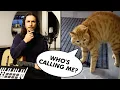 Download Lagu The Kiffness x Scary Cat - I Need Something (Singing Cat Song)