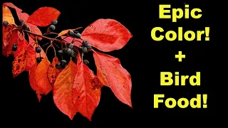 Is a Black Gum Tree the Best Choice for Your Yard