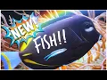 Download Lagu We Add a Tang to an Existing Tang Gang and LFS Visit | Nick’s Aquarium | Red Sea Reefer 3XL 900
