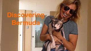 SCARY NAKED CAT.We love our Sphynx baby! Sailing Ocean Fox Ep 121