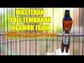 Download Lagu Pancingan GACOR Murai Batu EMOSI 100%Efektif bikin NGAMUK bongkar isian cililin kenari katem