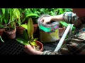 How to Repot an Orchid with Orchid Bark Potting Mix