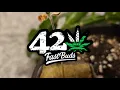 Biggest yielding Autoflower