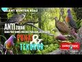 Lagu SUARA PIKAT PUNAI DAN TEKUKUR 100% AMPUH @Tamjaya_Hunter #suarapikat