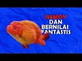 Download Lagu 10 Jenis Ikan Koki yang Cantik dan Dapat Dirawat