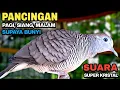 Lagu Perkutut Lokal Gacor Suara Paling Ampuh Untuk Pancingan Burung Perkutut Agar Bunyi.