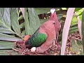 Download Lagu BURUNG PUNAI TANAH SEDANG BERTELUR