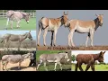 All Donkey Breeds Complete list of Donkey breeds Types of Donkey breeds