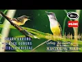 Download Lagu Ciblek gunung dan ciblek kristal || Mastering Bird 30 menit.#masteranburung
