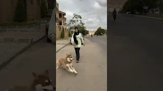 لقيت كلب صغير نانو وام سيف  لقيت كلب صغير نانو وام سيف