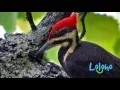 Download Lagu Pileated Woodpecker Calls and Drums - ONE HOUR LOOP