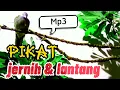 Mp3 Perkutut Pikat, suara Jernih \u0026 Lantang 100℅ ampuh  #perkututpikat #perkutut #perkututlokalgacor