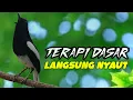 Lagu Terapi pagi suara kacer ngeplong ini cocok buat kacer bahan supaya cepat bunyi gacor!!