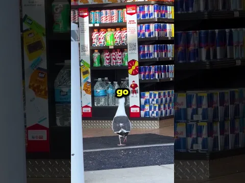 Sneaky Seagull 🤯