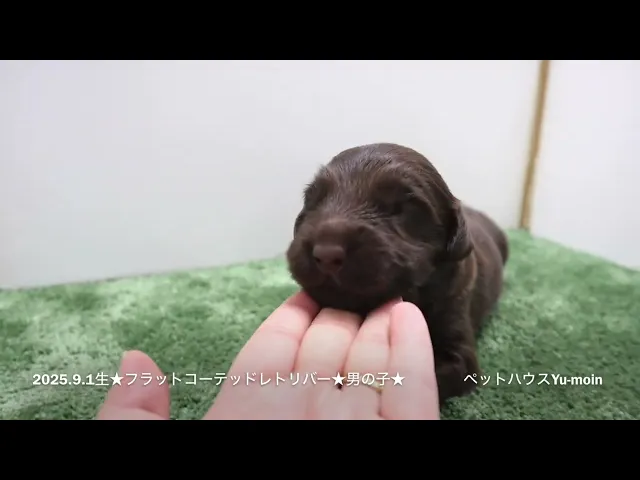 動画