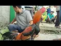  PAKAN MAHAL TAPI HARGA AYAM BANGKOK TETAP MURAH² DI PASAR SUMPIUH