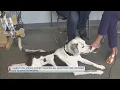 Charleston Animal Society waving adoption fees due to overcrowding