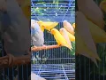 Download Lagu lovebird colani setup#shorts #shortsfeed#status#aviary #petcare#wowbirds#budgies #budgielove#parrot