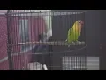 Download Lagu pancingan lovebird ngetik ngekek panjang paud fighter