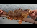 More than Double limits of Sculpin I love sculpin Fishin on the MonteCarlo out of 22nd St Landing
