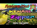 Download Lagu Masteran Pleci Tembakan Kenari Sambung Zipper Kualitas Suara Jernih