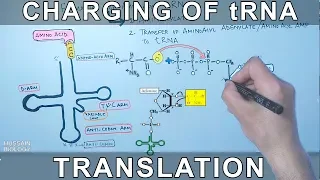 tRNA Charging or Aminoacylation Translation Initiation in Prokaryotes