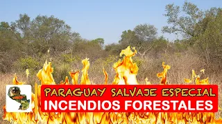 Incendios forestales!
