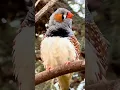 Download Lagu Burung Finch Zebra Jantan Bernyanyi - Suara Burung #burung #burung
