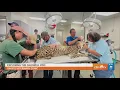 EXPLORING THE CALDWELL ZOO See the on-site veterinary clinic