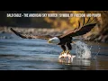 Download Lagu Bald Eagle – Sky Hunter of America | Icon of Freedom and Strength