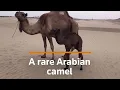 Download Lagu Rare Arabian camel calf born in Peru's desert