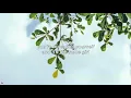 The Japanese House - Something Has to Change (Lyrics)