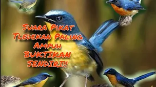 suara pikat burung tledekan paling ampuh sekali dengar pasti langsung nyambar 