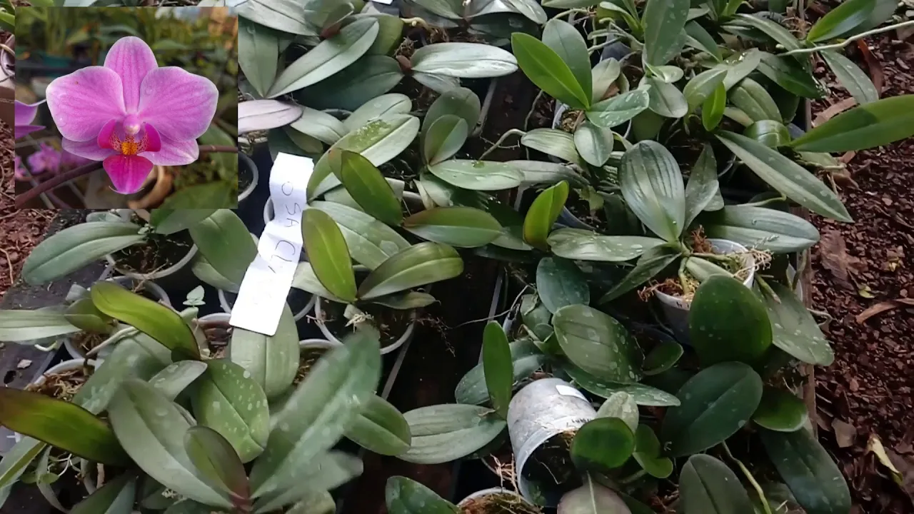 LINDA ORQUÍDEA PHALAENOPSIS ROSA CLARO PRE ADUULTA
