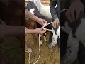 Download Lagu Make knot for tying the goat