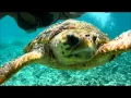 Tranquility Bay Resort Ambergris Caye Belize