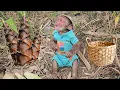 Download Lagu Monkey Su harvests giant bamboo shoots!