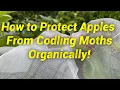 Download Lagu Codling Moth-Free Apples How To: No Spray, Organic Protection