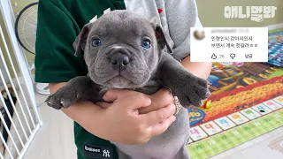 [댓글모음집] 집에 귀여움이 가득하다👶🏻🐕🐈 권력 있다..🩵#동물농장 #동물농장모음집 #animalfarm