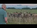 Download Lagu Man uit McMinnville gaat viraal vanwege koeienserenade