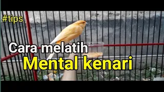 Download Cara melatih mental kenari dengan mudah MP3