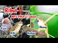 Download Lagu Update‼️ Suara Pikat Ribut P.Meong Kejepit,Kerak  Basi Alis Hitam,P.Alang2,Kaso2