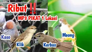 update suara pikat ribut p meong kejepit kerak basi alis hitam p alang2 kaso2