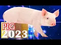 Pig Horoscope 2023 Born 2019 2007 1995 1983 1971 1959 1947 1935