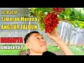 Download Lagu Anggur Taldun‼️warnanya merah merona sungguh menggoda||Rasanya Gimana Ya❓
