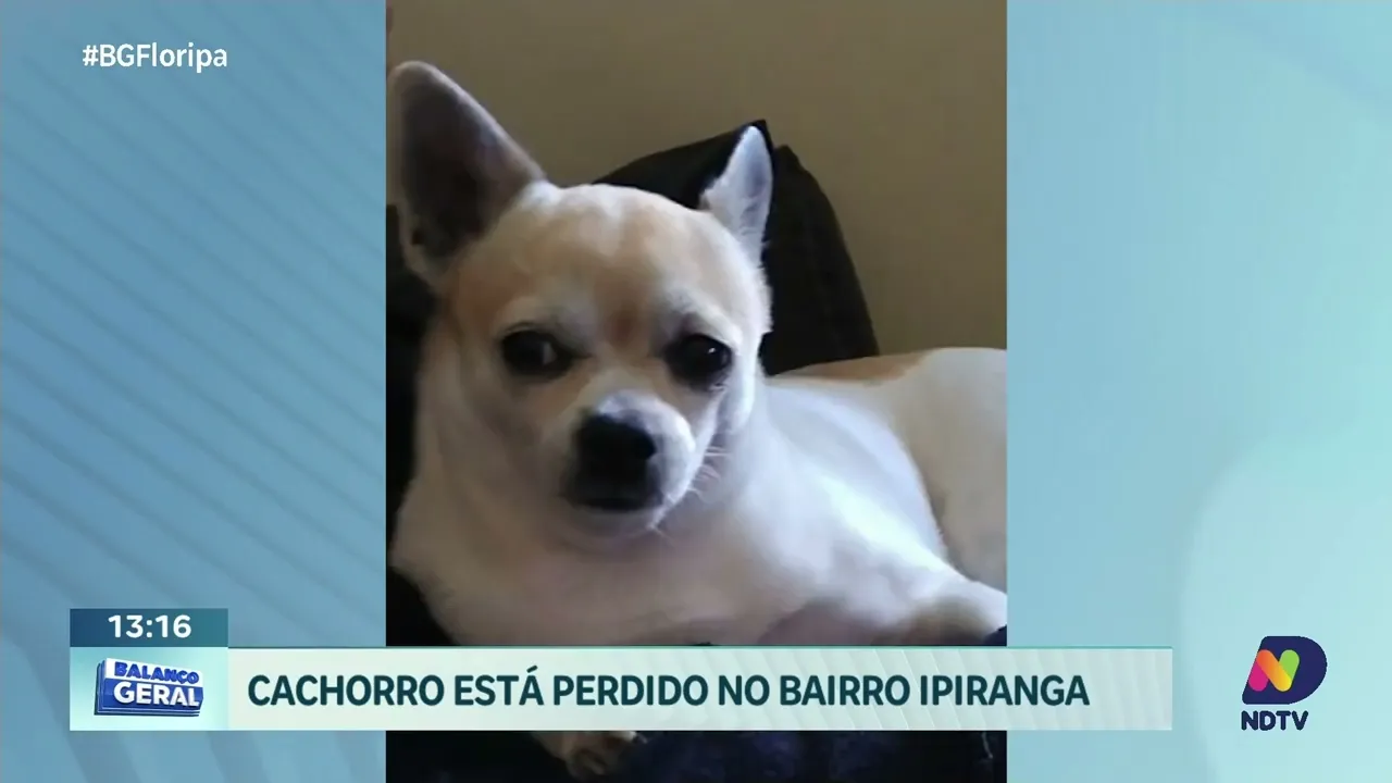 Ajude a encontrar Hercules: cachorro perdido no Bairro Ipiranga, São José